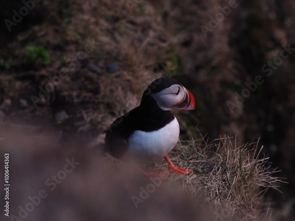 Obraz Island Dyrhólaey