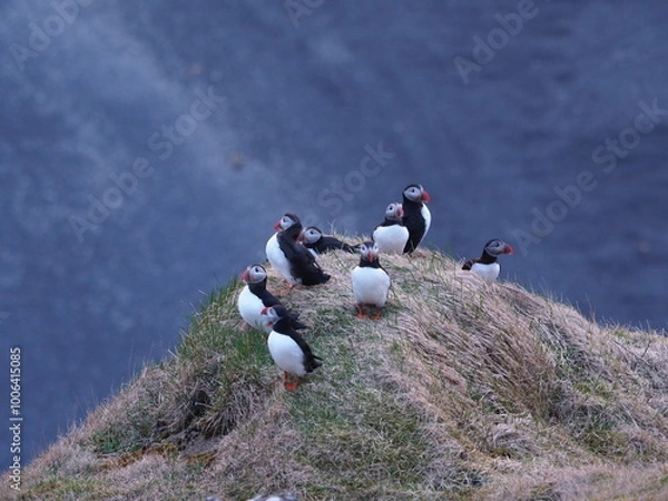 Obraz Island Dyrhólaey