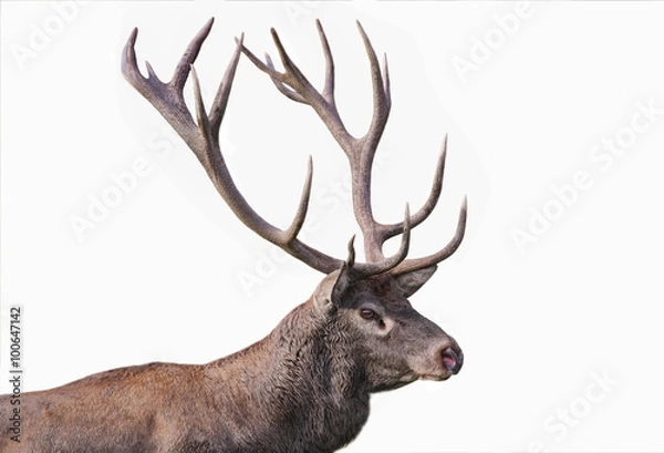 Obraz Deer