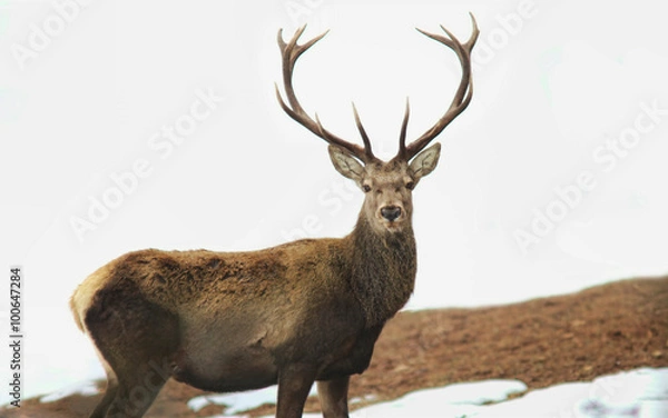 Obraz Deer