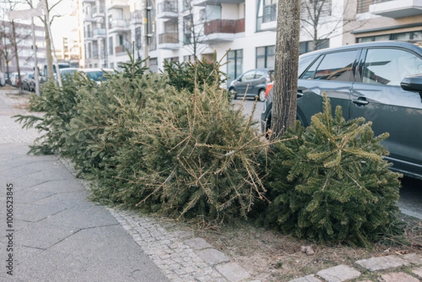 Fototapeta Christmas trees dumped on the street to be recycled