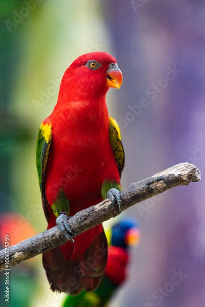 Fototapeta chattering lory, Lorius garrulus