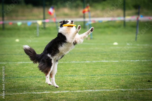 Obraz Disc dog jumping in the air