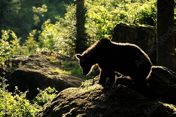Obraz Bear (Ursus arctos)