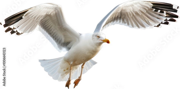 Fototapeta Seagull in flight with wings spread