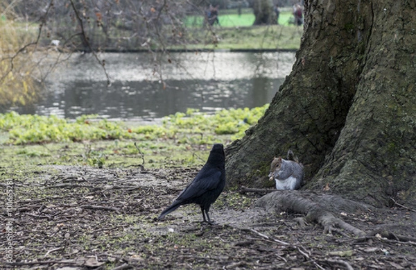 Obraz Corvo nero londra