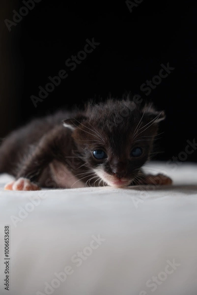 Fototapeta Adorable Newborn Kitten's First Glimpse of the World