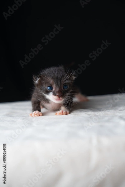 Fototapeta Adorable Newborn Kitten's First Glimpse of the World