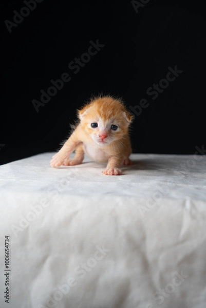 Fototapeta Adorable Newborn Kitten's First Glimpse of the World