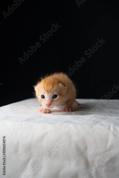 Fototapeta Adorable Newborn Kitten's First Glimpse of the World