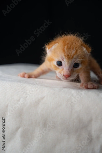 Fototapeta Adorable Newborn Kitten's First Glimpse of the World