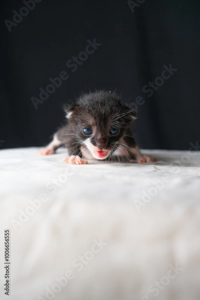 Fototapeta Adorable Newborn Kitten's First Glimpse of the World