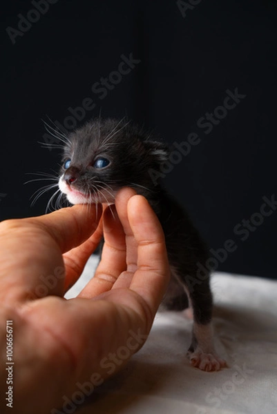 Fototapeta Adorable Newborn Kitten's First Glimpse of the World
