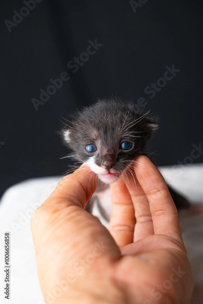 Fototapeta Adorable Newborn Kitten's First Glimpse of the World