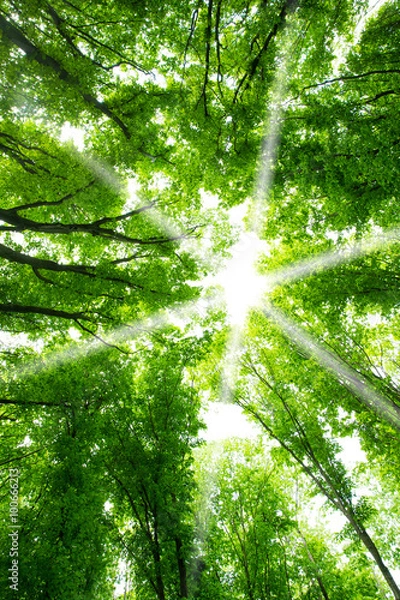 Obraz beautiful green forest