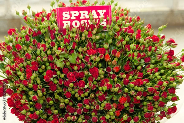 Obraz Red spray rose bouquet