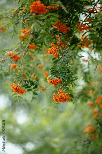 Fototapeta bunches of rowan on a green blurred background