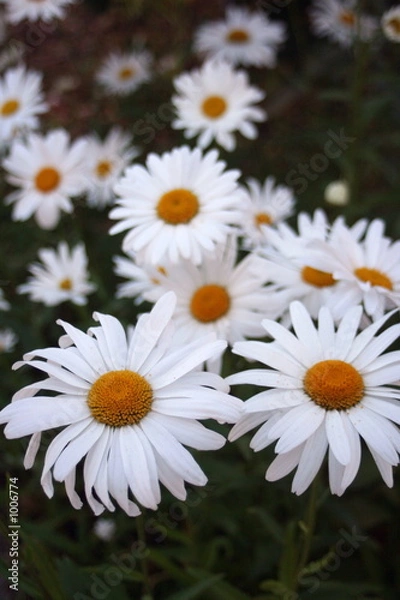 Fototapeta daisies close-up - 2