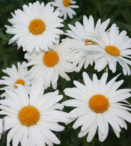 Obraz pocztówka Daisy