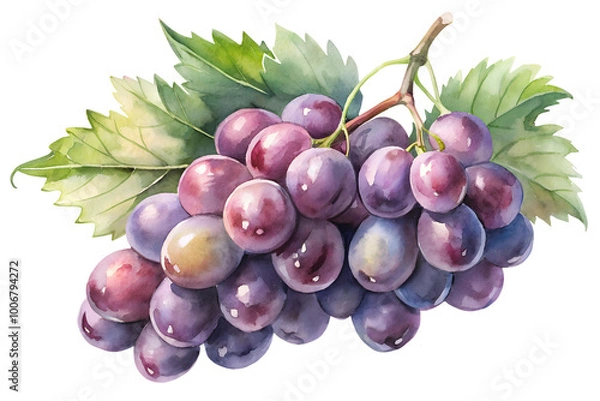 Fototapeta Watercolor hand drawn  grape with leaves stems isolate on transparency background