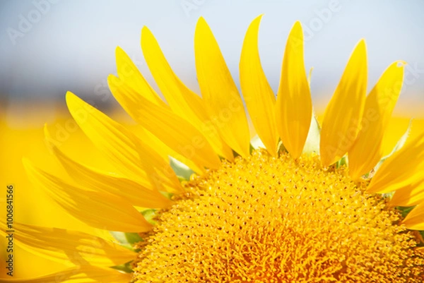 Fototapeta ひまわりの花弁