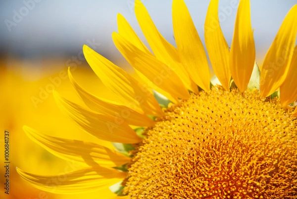 Fototapeta ひまわりの花弁