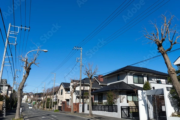 Fototapeta 冬の街路樹のある住宅街