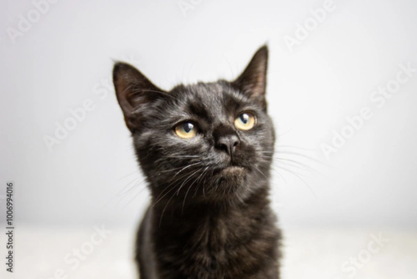 Obraz A close-up photo of a black cat with striking yellow eyes wearing a collar. The sleek fur and attentive gaze create a mysterious and elegant atmosphere. Perfect for pet, feline, and animal-related the