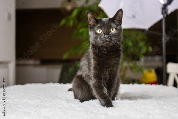 Obraz A close-up photo of a black cat with striking yellow eyes wearing a collar. The sleek fur and attentive gaze create a mysterious and elegant atmosphere. Perfect for pet, feline, and animal-related the