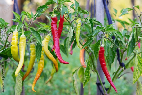 Obraz hot pepper pods on the plant