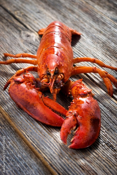 Obraz A delicious freshly boiled lobster 