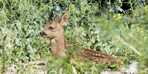 Obraz Rehkitz im Rapsfeld