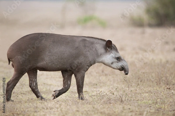 Obraz Tapir