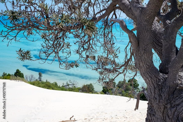 Obraz Tree in the middle of Sand Dune at Tangalooma Island
