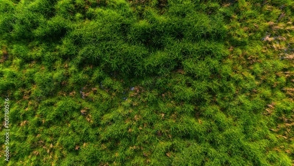 Obraz Lush green moss carpeting the forest floor, a vibrant symbol of nature's serene beauty