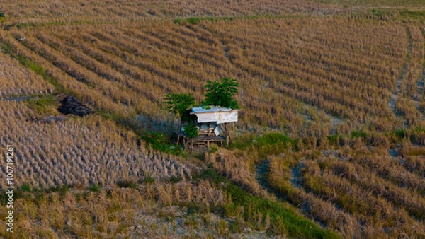 Fototapeta An aerial view captures the serene solitude of a lone hut amidst the golden hues of a harvested field at duskn