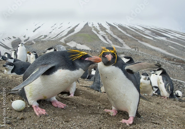 Obraz Para pingwinów Macaroni z jajkiem z ośnieżonymi liniami w tle, wyspa Zavodovski, Sandwich Południowy, Antarktyda
