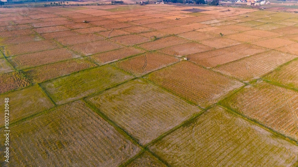 Obraz The golden patchwork of a vast farmland captured from the sky, showcasing the geometric beauty of rural agriculture at sunset