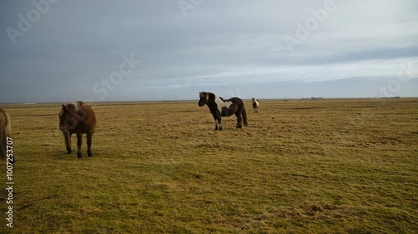 Obraz Icelandic horse