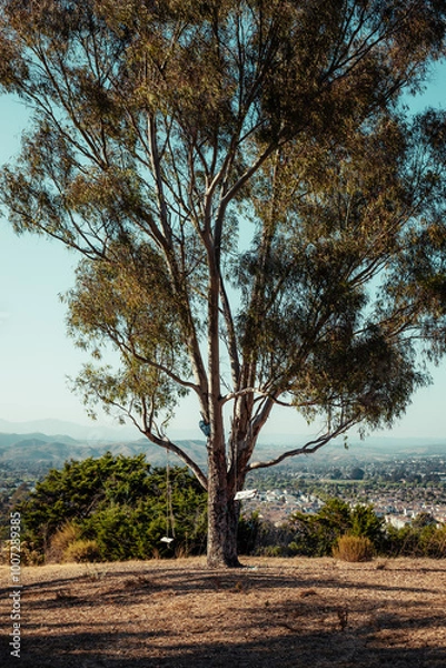 Fototapeta tree on the hill
