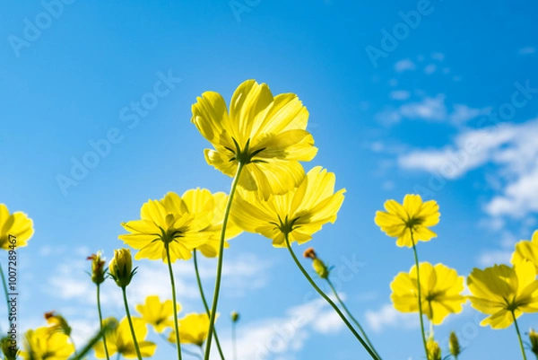 Obraz レモンブライト