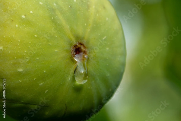Fototapeta une goutte de sucre qui sort d'une figue mure