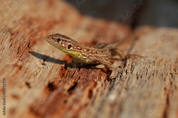 Fototapeta nimble lizard