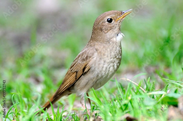 Obraz Thrush Nightingale in grass