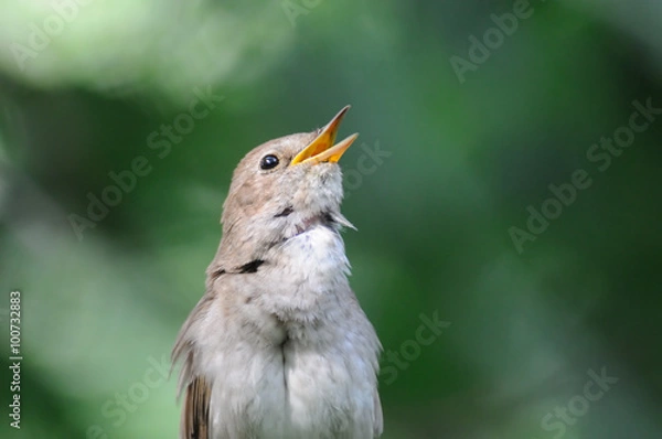 Obraz Singing nightingale against green background