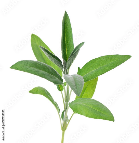 Fototapeta Fresh sage twig isolated on white background. Salvia Officinalis leaves. Medicinal and culinary herb. Clipping path.