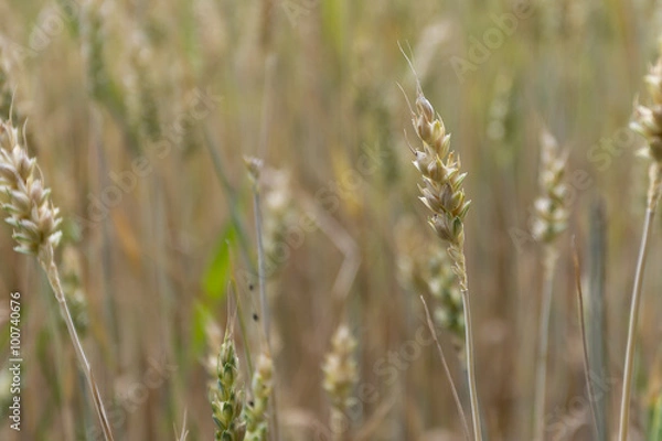 Obraz Campo di Grano