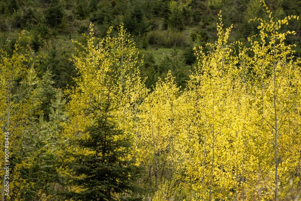 Fototapeta Close up view of boreal forest in Alberta with fall coloured aspen (Populus tremuloides) tree leaves at Emerald Lake, Yoho National Park.