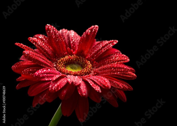 Obraz Red gerbera  isolated on black background