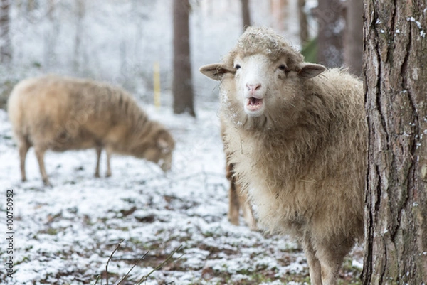 Fototapeta Sheep hiding behind a tree